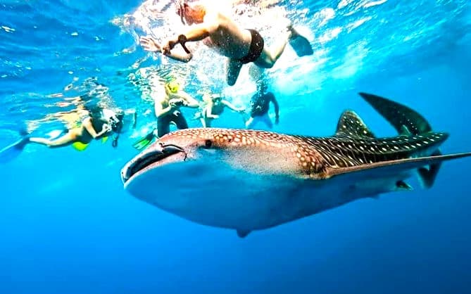 whale shark cebu